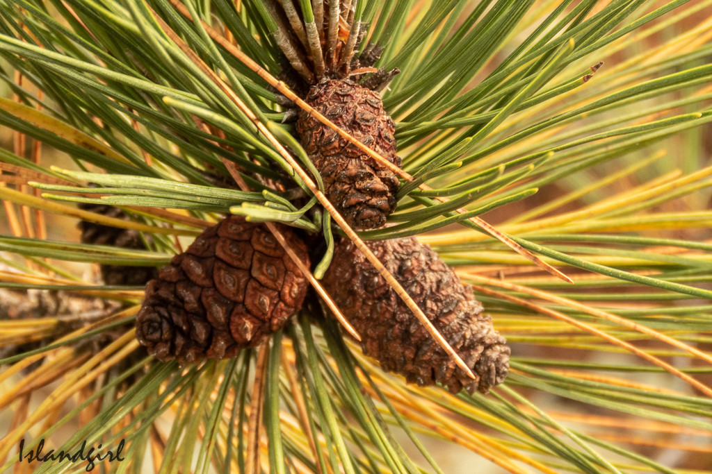 Pine Cones and Needles by radiogirl