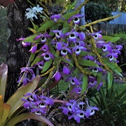 3rd Oct 2018 - Dendrobium Orchids ~