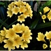 Yellow Clivea....clivea miniata ~ by happysnaps
