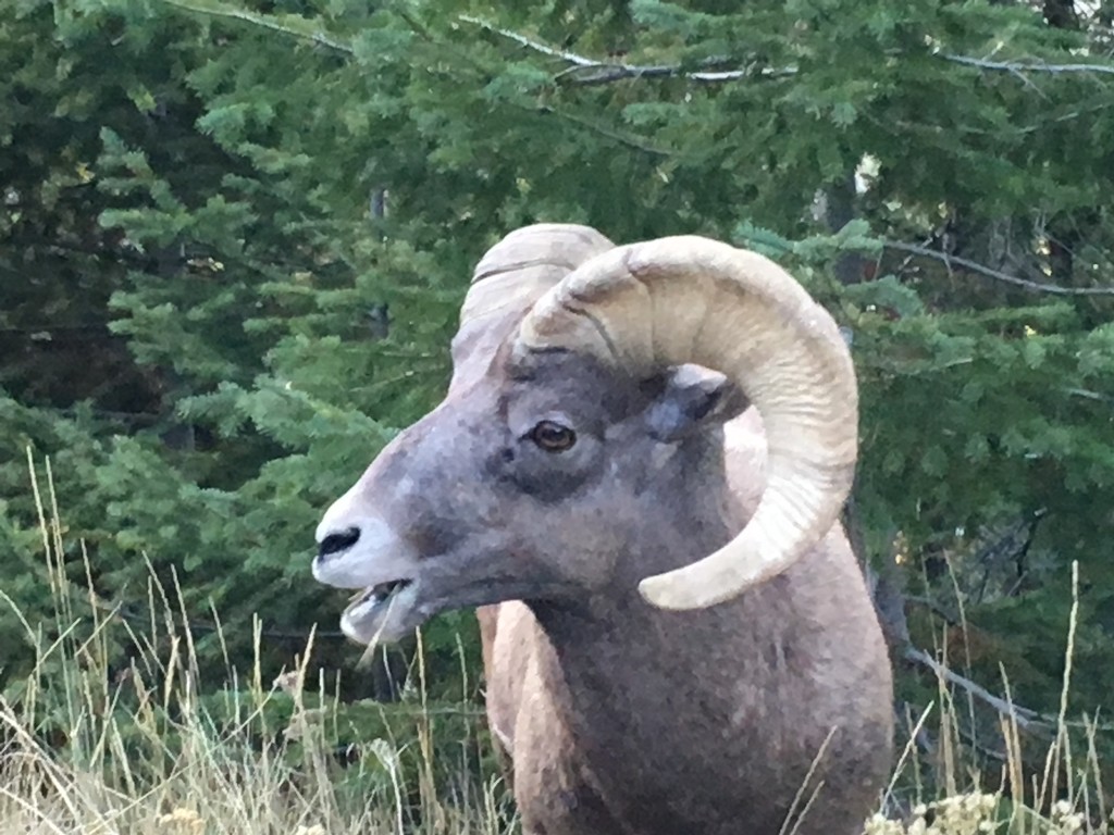 Big Horn Sheep by dianefalconer