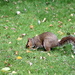 Another squirrel by bagpuss