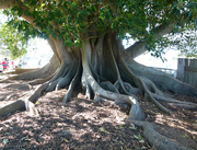 3rd Oct 2018 - Moreton Bay Fig Roots in Colour