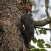 LHG_2476 Mr Pileated by rontu