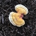 fungi by wiesnerbeth
