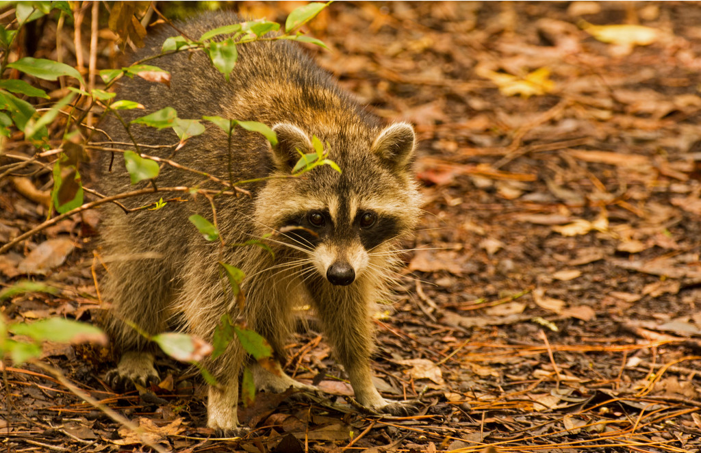 Rocky Raccoon, Was Out and About! by rickster549