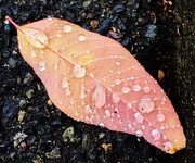 1st Oct 2018 - Raindrops and Leaf