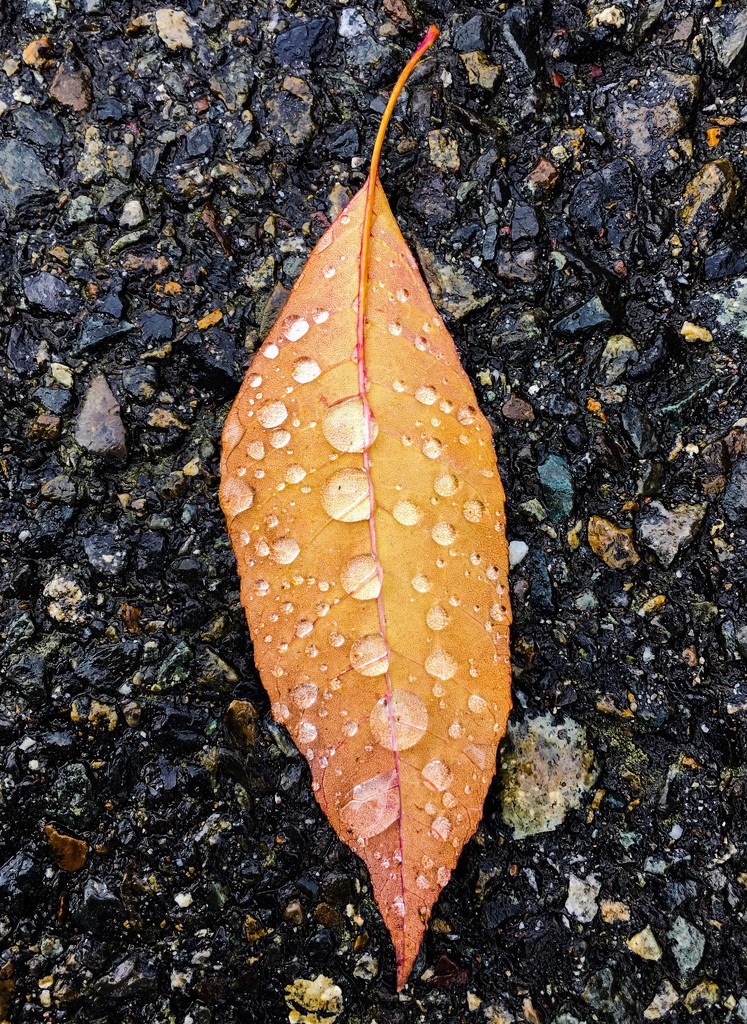 Leaf after the storm by clay88
