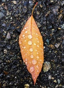 2nd Oct 2018 - Leaf after the storm