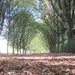 Leafy avenue by g3xbm