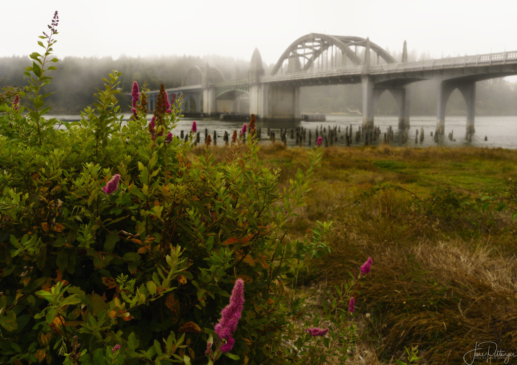 Through the Flowers To the Foggy Bridge  by jgpittenger