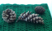 3rd Oct 2018 - Three fir cones on green crochet.