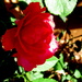 Pretty rose by bruni