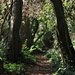 Follow The Path Into The Woods by 30pics4jackiesdiamond