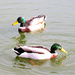 Ducks! by bigmxx