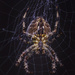 Spider Macro. by tonygig