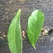 1002_13534 Leaf identification  by pennyrae