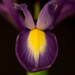 Iris by rumpelstiltskin