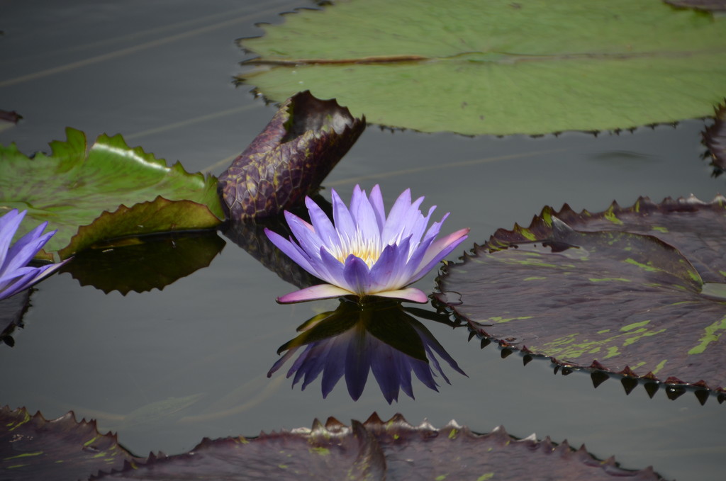Lotus in Bloom by mariaostrowski