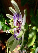 3rd Oct 2018 - Passion Flower