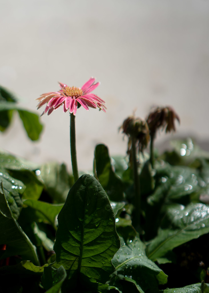 Not another gerbera by randystreat