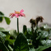 Not another gerbera by randystreat
