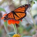October 3: Monarch by daisymiller