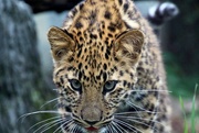 29th Sep 2018 - Leopard Cub Eyeing The Cameraman