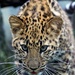 Leopard Cub Eyeing The Cameraman by randy23