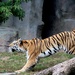 Tiger Attack by randy23