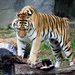 Tiger Attack 3 by randy23