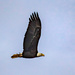 eagle by jernst1779