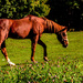 Horse by joansmor
