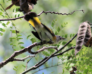 3rd Oct 2018 - Hello Ms. American Redstart