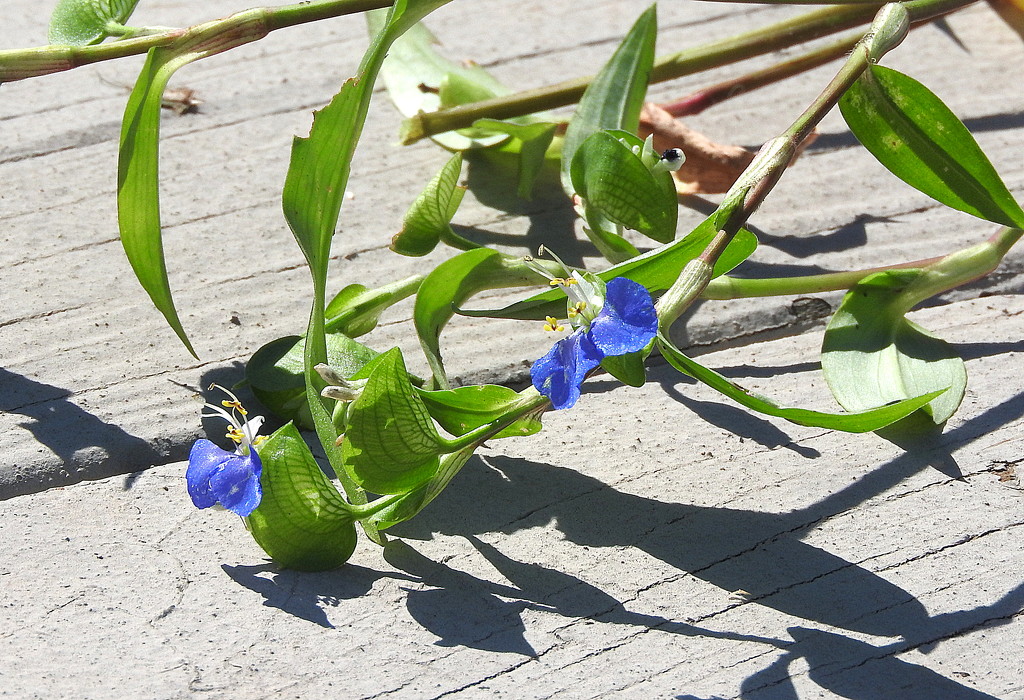 Who planted spiderwort under my deck? by homeschoolmom