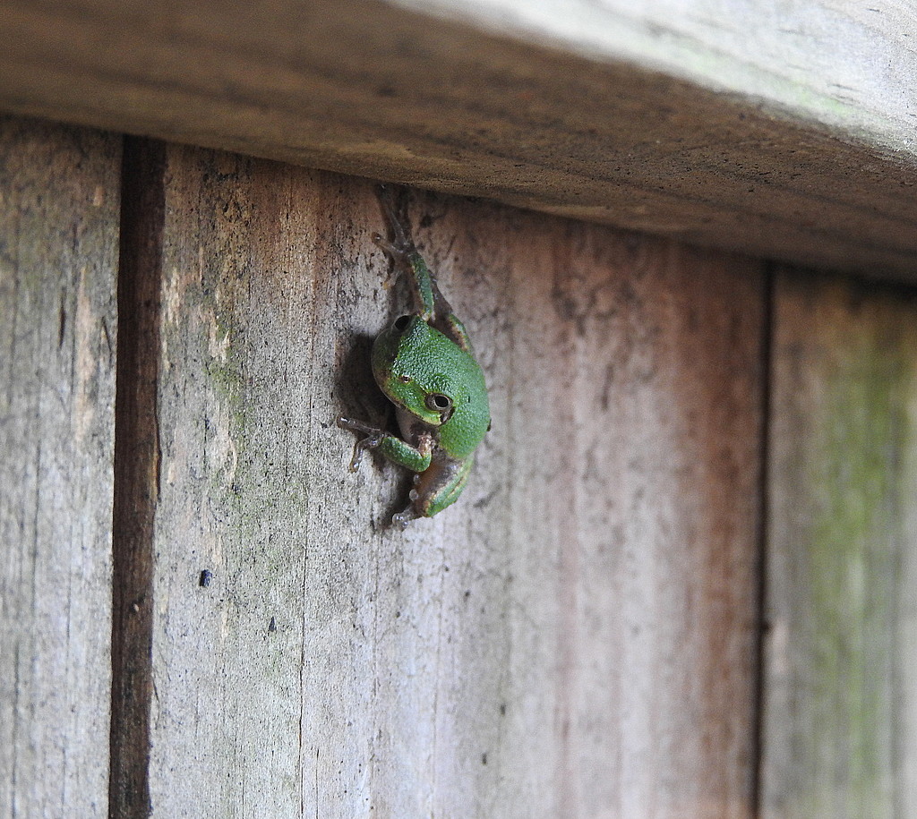Fence Frog? by homeschoolmom