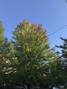 3rd Oct 2018 - First sign of fall 
