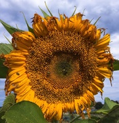 23rd Sep 2018 - End of summer sunflower 