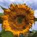 End of summer sunflower  by clay88