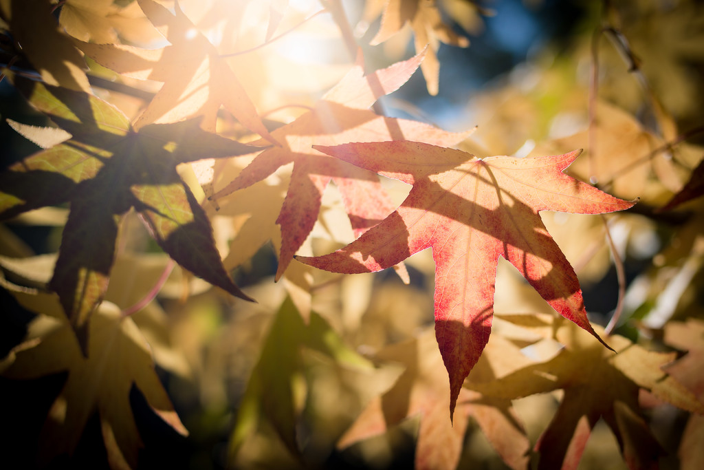 Light Through the Leaves by tina_mac