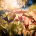 Light Through the Leaves by tina_mac