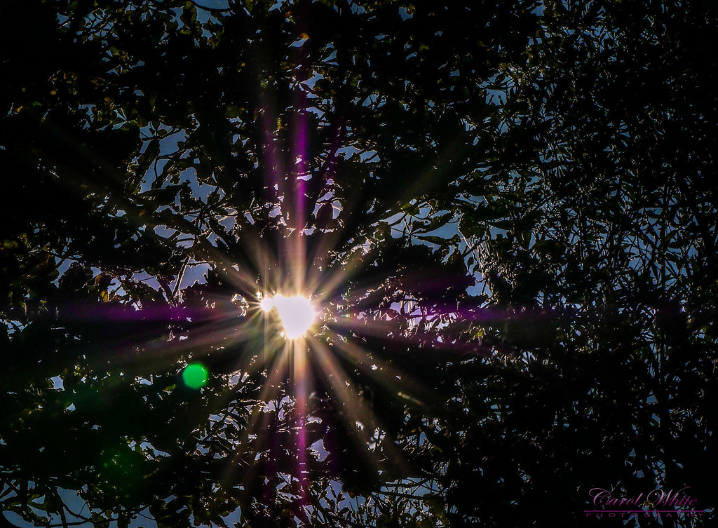 Double Sunflare (Best viewed on black) by carolmw