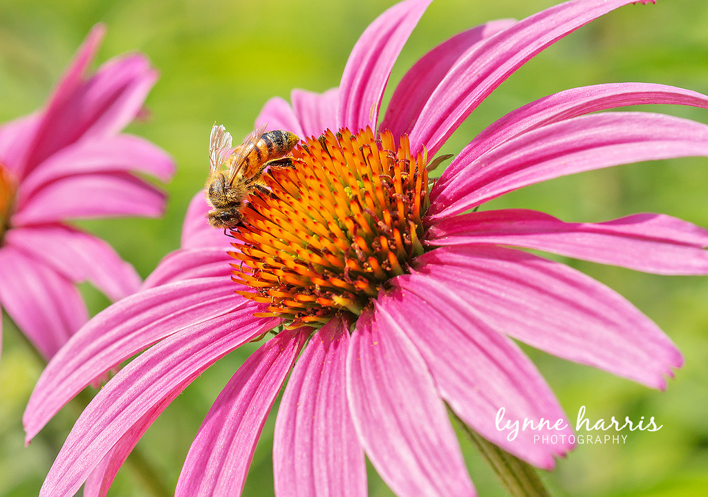Bee Happy by lynne5477