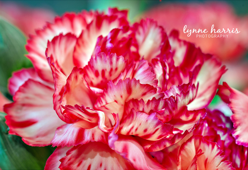 Carnation by lynne5477
