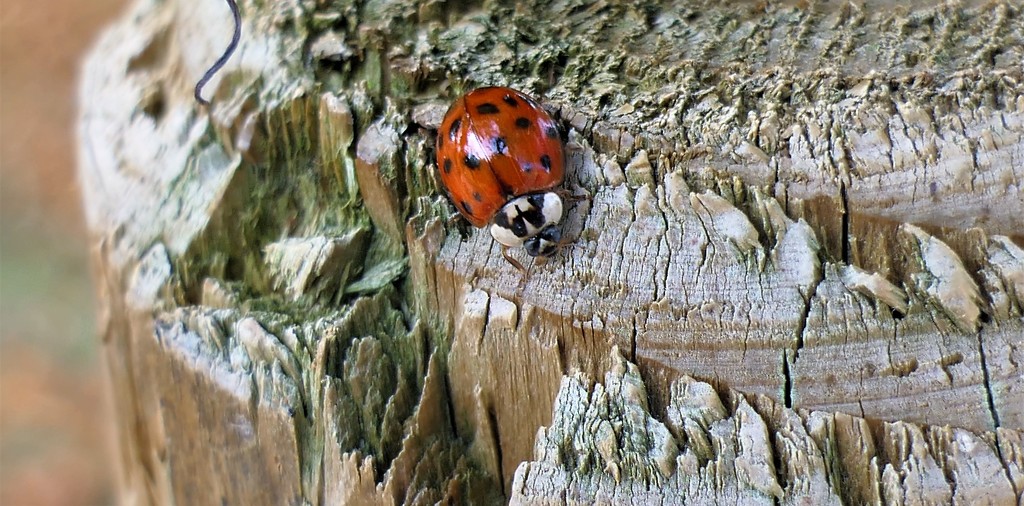 Ladybird Ladybird.... by carole_sandford