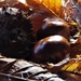 Anyone For A Game Of Conkers?? by 30pics4jackiesdiamond
