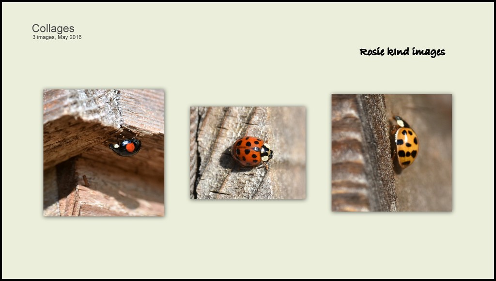 A host of ladybirds by rosiekind
