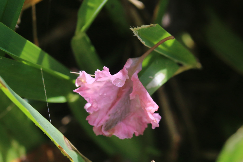 crepe myrtle flower - down by ingrid01