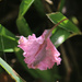 crepe myrtle flower - down by ingrid01