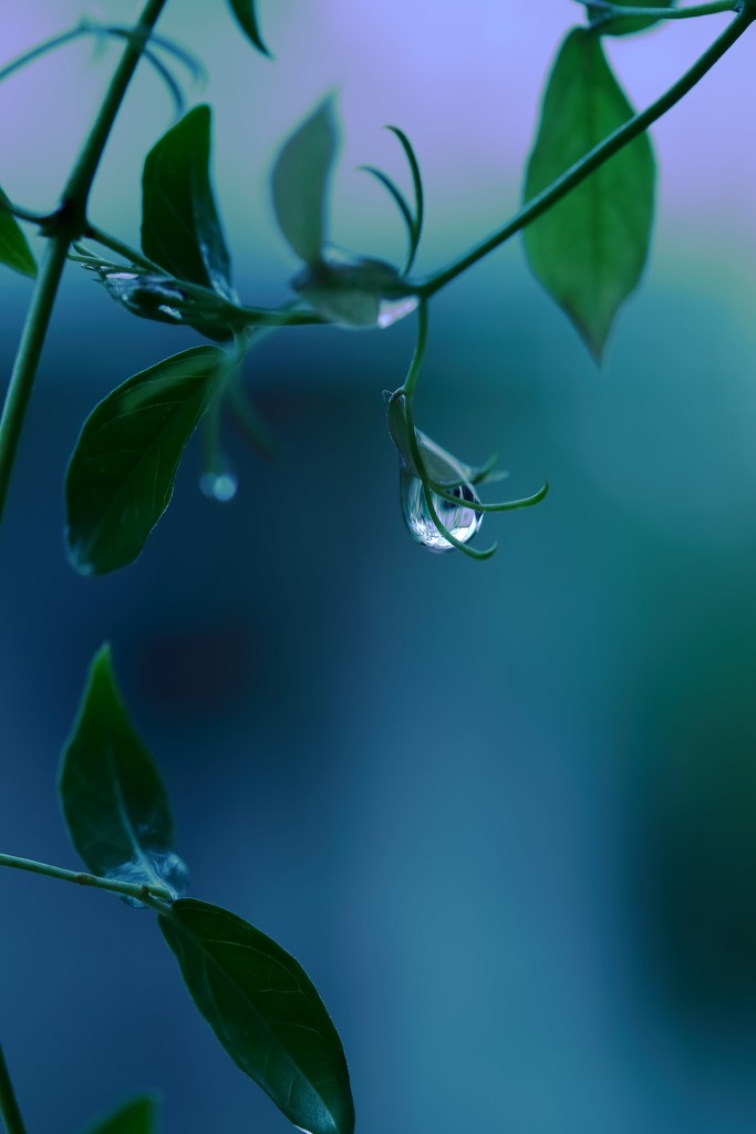 droplet by blueberry1222