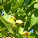 walnuts by arthurclark